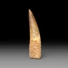 Large Spinosaurus tooth