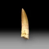 Spinosaurus tooth for sale