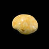 Small fossil sand dollar Small fossil sand dollar