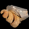 Gastropod Fossil (01) 