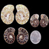 Small split ammonite pairs Small split ammonite pairs