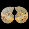Ammonite split pair