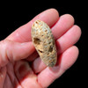 Fossil pine cone from Morocco