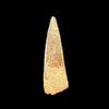 Spinosaurus tooth Spinosaurus tooth