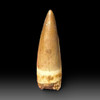 Spinosaurus tooth for sale