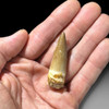 Spinosaurus tooth for sale