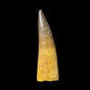 Large Spinosaurus tooth 