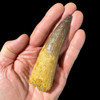 Large Spinosaurus tooth 