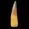 Large Spinosaurus tooth 
