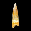 Spinosaurus tooth