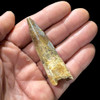 Spinosaurus tooth