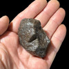 Chondrite meteorite from Morocco