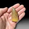 Carcharodontosaurus tooth