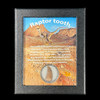 Raptor tooth for sale