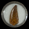 Raptor tooth for sale