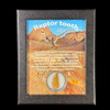 Large Raptor tooth for sale