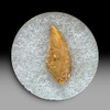 Raptor tooth for sale