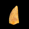 Raptor Tooth (11)