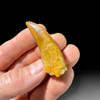 Carcharodontosaurus tooth for sale