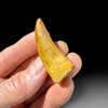 Carcharodontosaurus tooth for sale