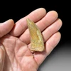 Carcharodontosaurus tooth for sale
