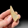2.25" Carcharodontosaurus tooth (04)