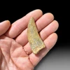 Carcharodontosaurus tooth for sale