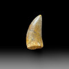 Carcharodontosaurus tooth for sale