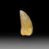 Carcharodontosaurus tooth for sale