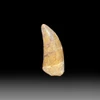 Carcharodontosaurus tooth for sale