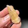 Carcharodontosaurus tooth for sale