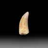 Carcharodontosaurus tooth for sale