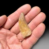 Carcharodontosaurus tooth for sale