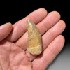 Carcharodontosaurus tooth for sale