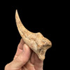 Spinosaurus claw