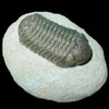 Phacops trilobite from Morocco Phacops trilobite from Morocco