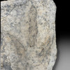 Authentic dinosaur footprint for sale