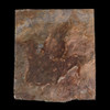 Fossilized Dinosaur Foot Print Fossilized Dinosaur Foot Print