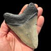 Megalodon tooth