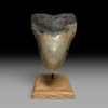 Massive 6.12 inch Megalodon tooth on custom stand