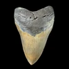 Massive 6.12 inch Megalodon tooth