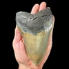 Massive 6.12 inch Megalodon tooth