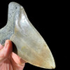 Massive 6.12 inch Megalodon tooth