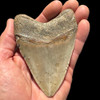Megalodon tooth