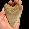 Megalodon shark tooth