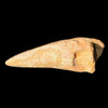 spinosaurus foot claw