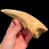 spinosaurus foot claw