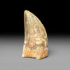Carcharodontosaurus tooth for sale