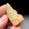 Carcharodontosaurus tooth for sale