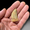Carcharodontosaurus tooth for sale